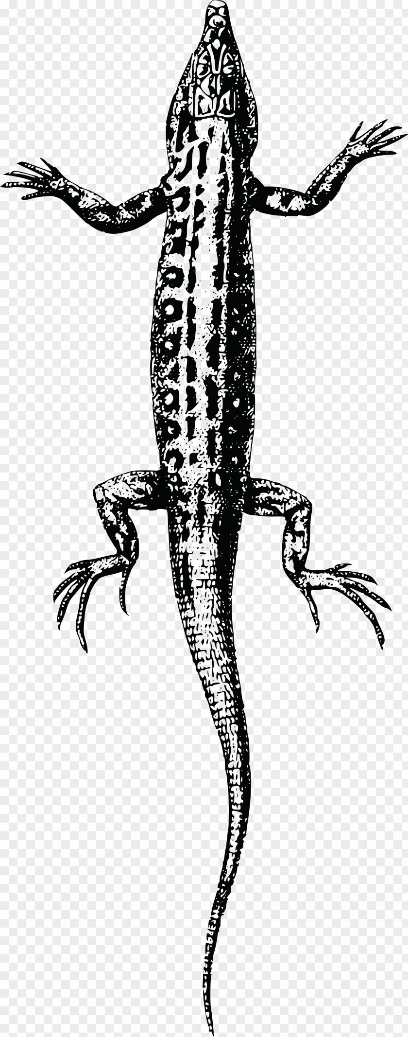 Lizard Reptile PNG