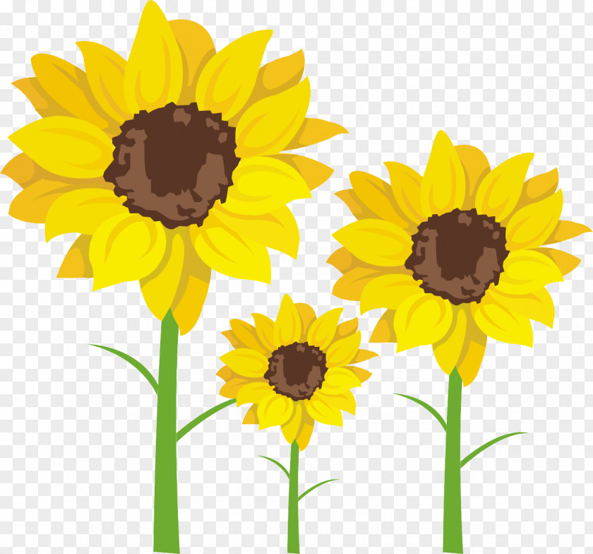 Sunflower Common Seed Clip Art PNG