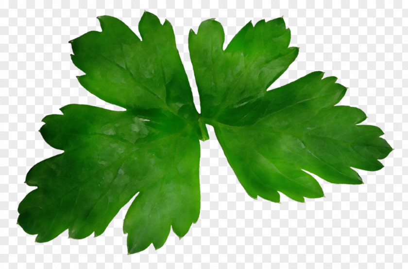 Vegetable Parsley Family PNG