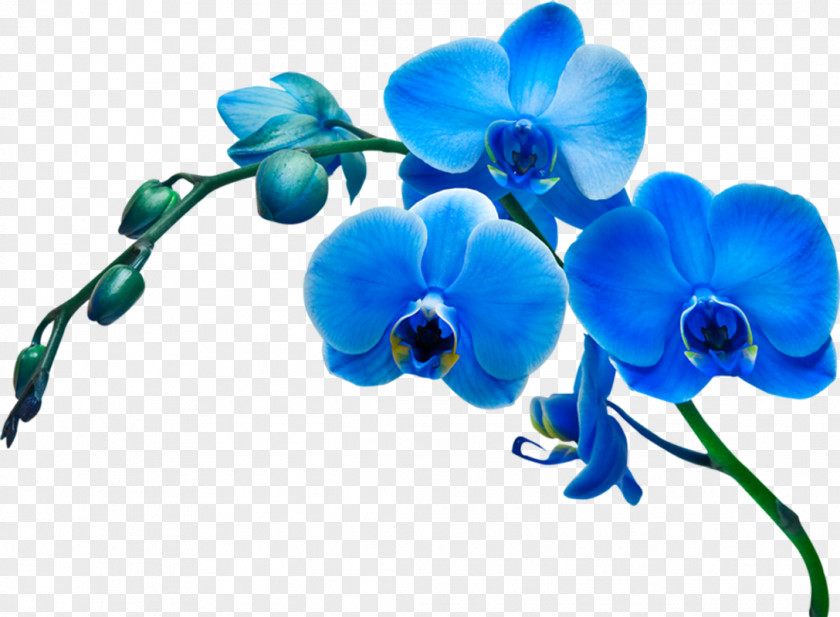 Blue Flower Moth Orchids Stock Photography PNG