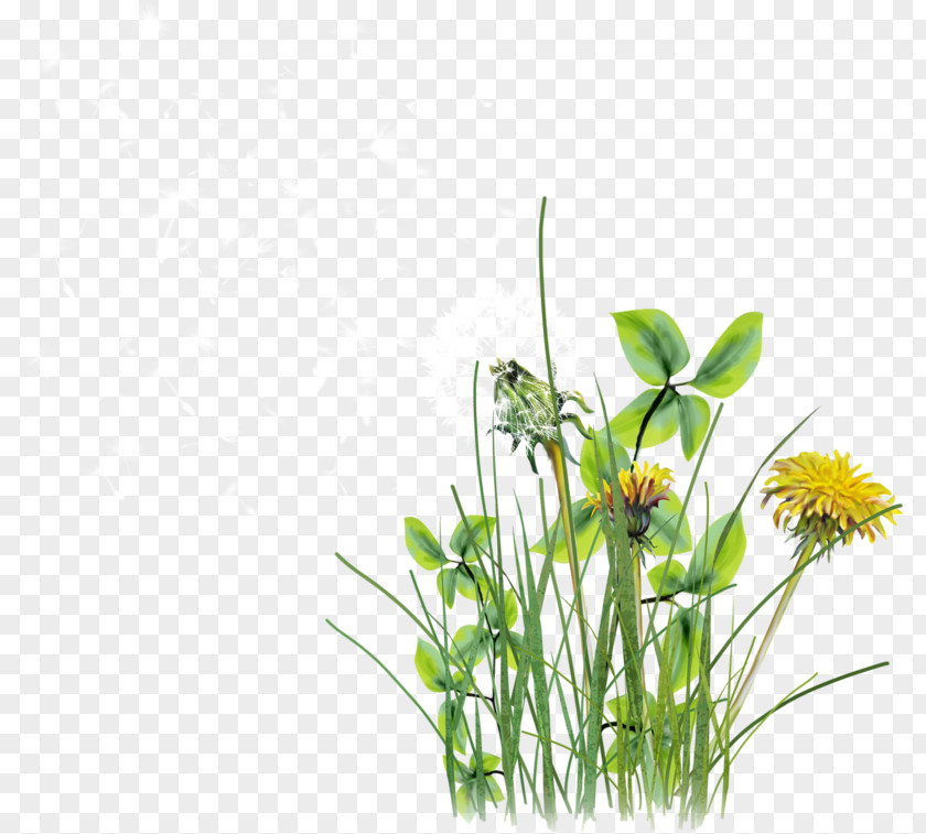 Chrysanthemum Indicum Presentation U041au043eu043du0441u043fu0435u043au0442 U0443u0440u043eu043au0430 PNG indicum u041au043eu043du0441u043fu0435u043au0442 u0443u0440u043eu043au0430, Grass wild chrysanthemum clipart PNG