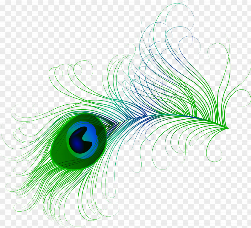 Feather Bird Peafowl Clip Art PNG