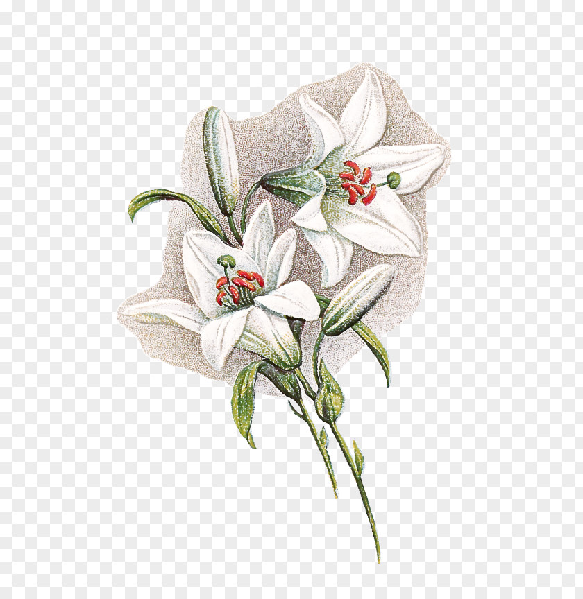 Floral Design PNG