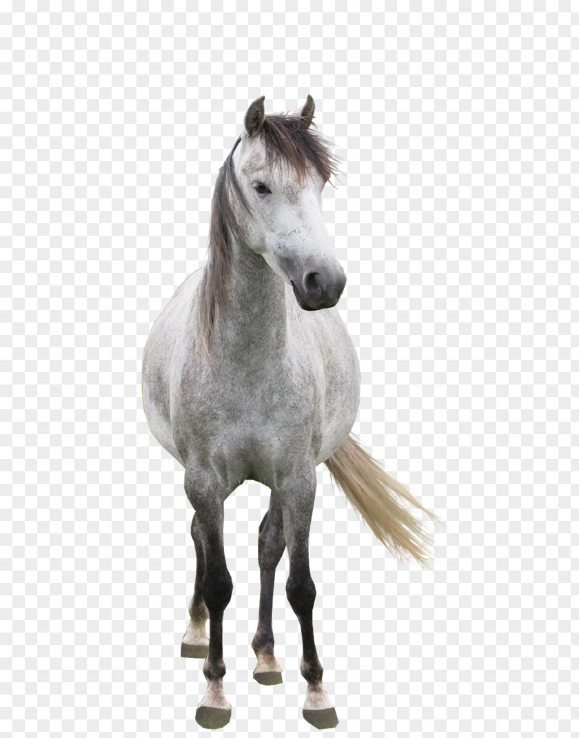 Horse White Arabian Andalusian Mare Mustang Cat PNG