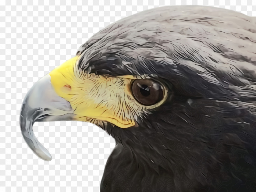 Kite Bald Eagle Bird Beak Of Prey Hawk PNG