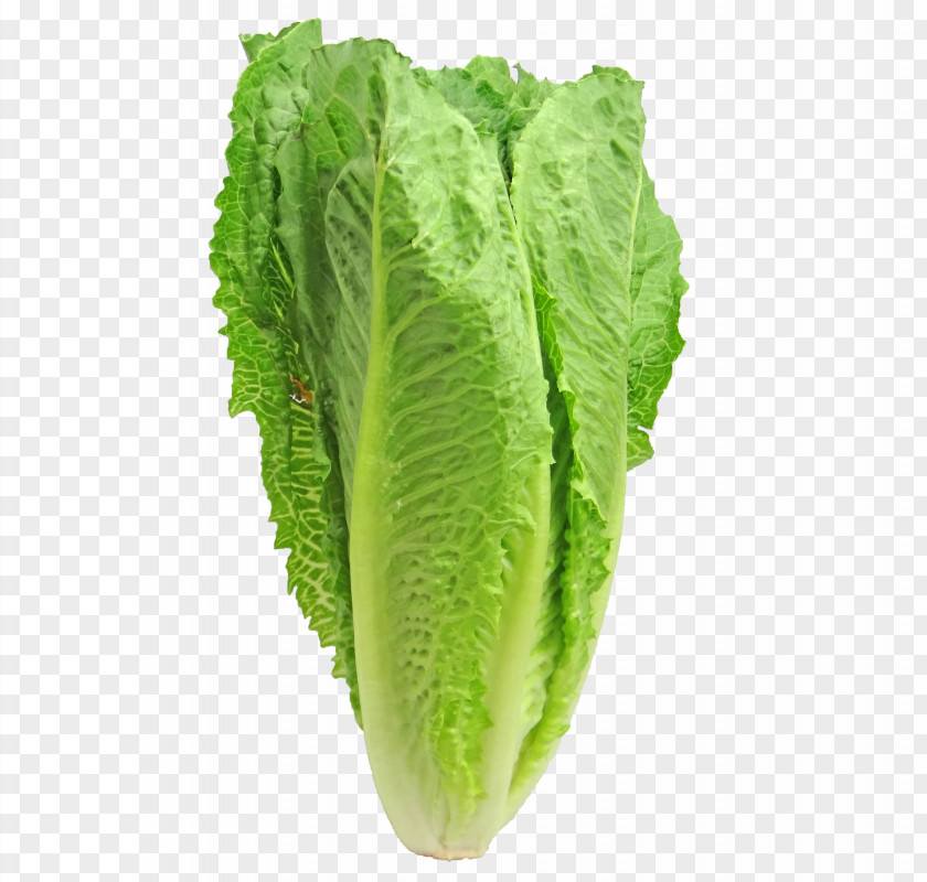 Lettuce Caesar Salad Iceberg Romaine Leaf Vegetable Red PNG