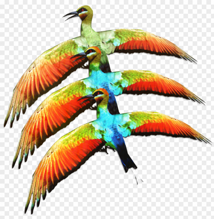 Macaw Parakeet Beak Feather Fauna PNG