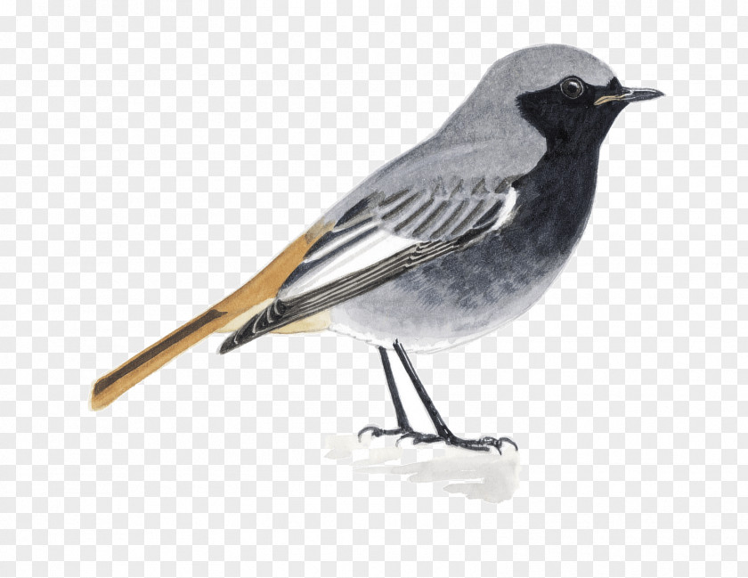 Queue Juncos Finch Common Nightingale Fauna Beak PNG