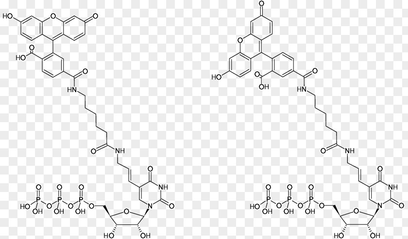 DUTP Diphosphatase Fluorescein Aminoallyl Nucleotide Fluorescence PNG