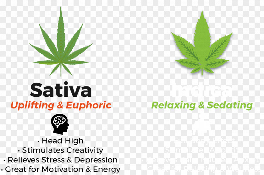 Indicating Cannabis Sativa Marijuana Hemp Erbachay Health Centers Logo PNG