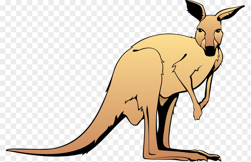 Kangaroo Free Content Clip Art PNG
