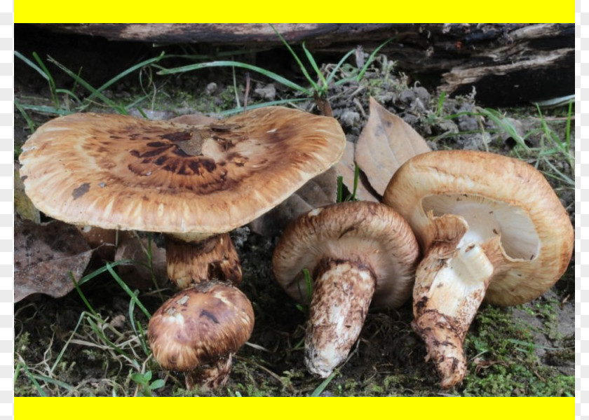 Mushroom Common Matsutake Tricholoma Caligatum Agaric PNG