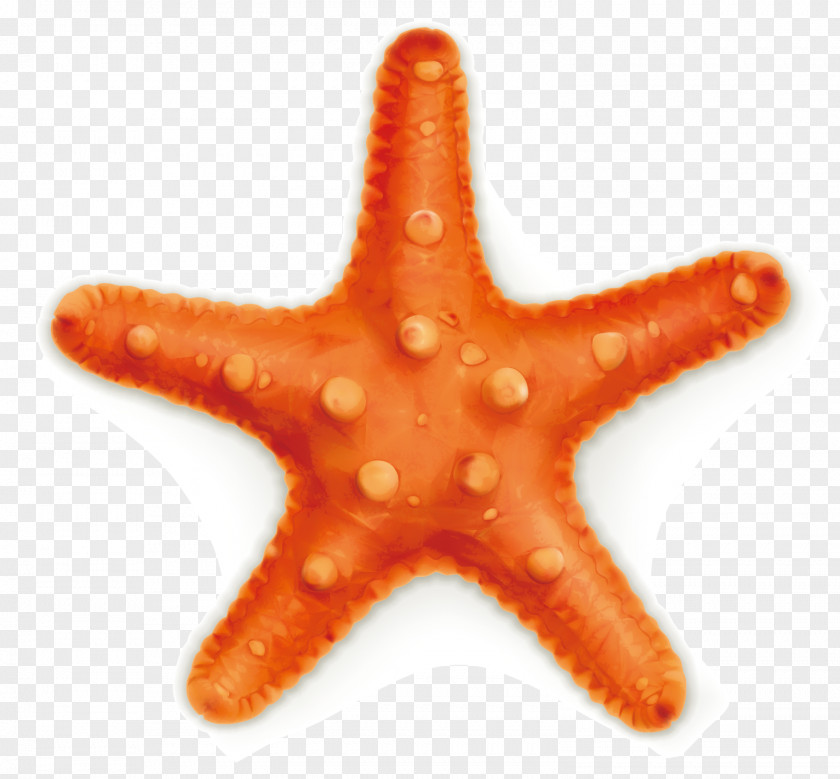 Starfish Vector Euclidean Photography Illustration PNG