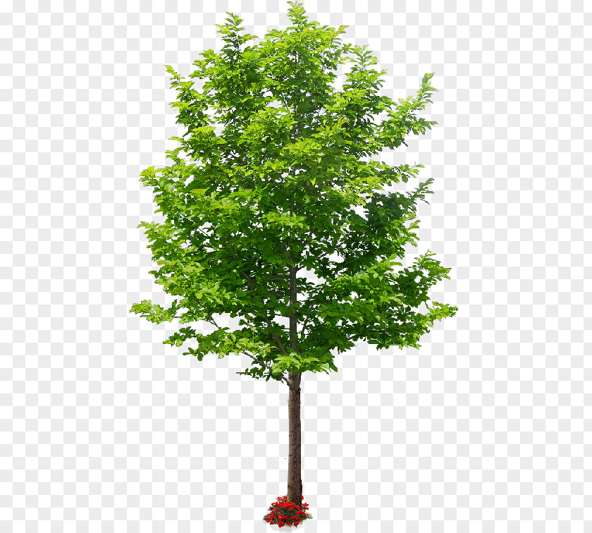 Tree American Sycamore Landscape Architecture Askur PNG
