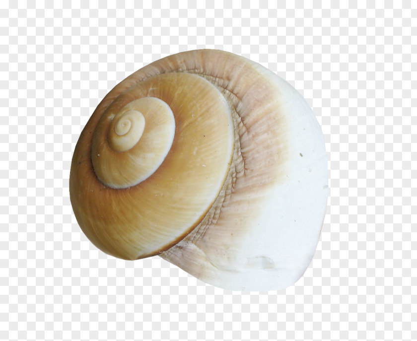 Coquillage Sea Snail Conchology Seashell Mollusc Shell PNG
