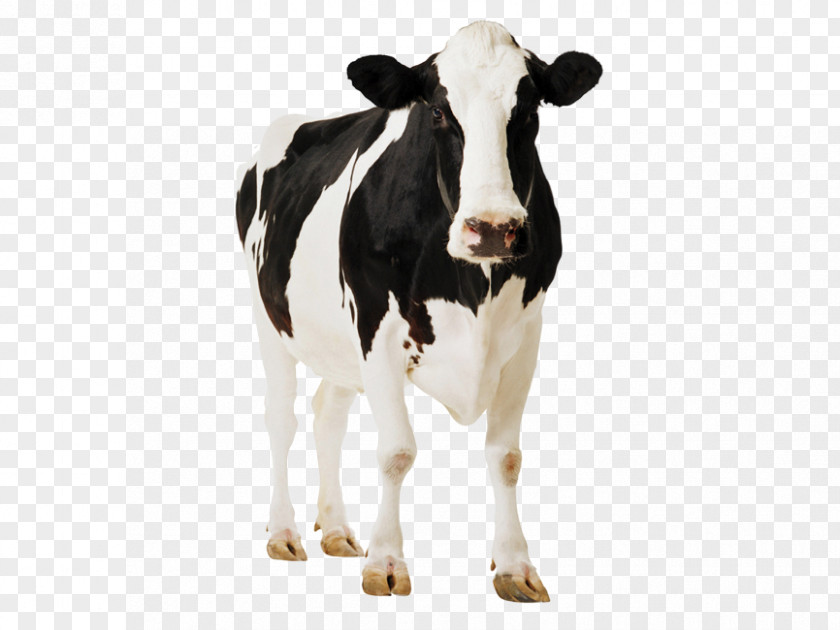 Holstein Cartoon Cattle Cardboard Cut-Outs Standee Farm Cutout Standup PNG
