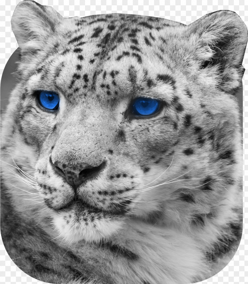 Leopard Snow Jaguar Cheetah Whiskers PNG