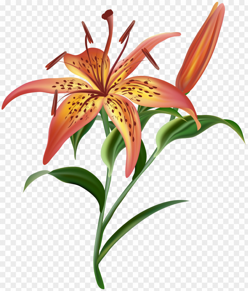 Lilium Flower Clip Art Image File Formats Lossless Compression PNG