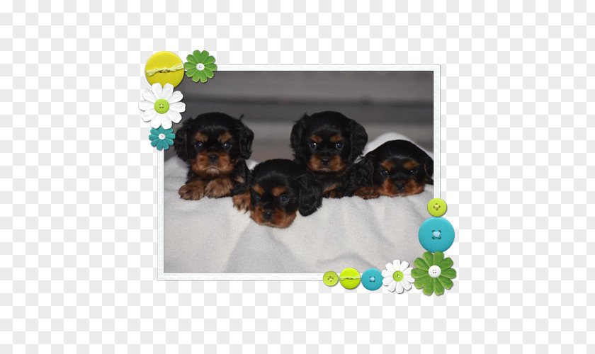 Puppy Cavapoo Yorkshire Terrier Shih Tzu Dog Breed PNG