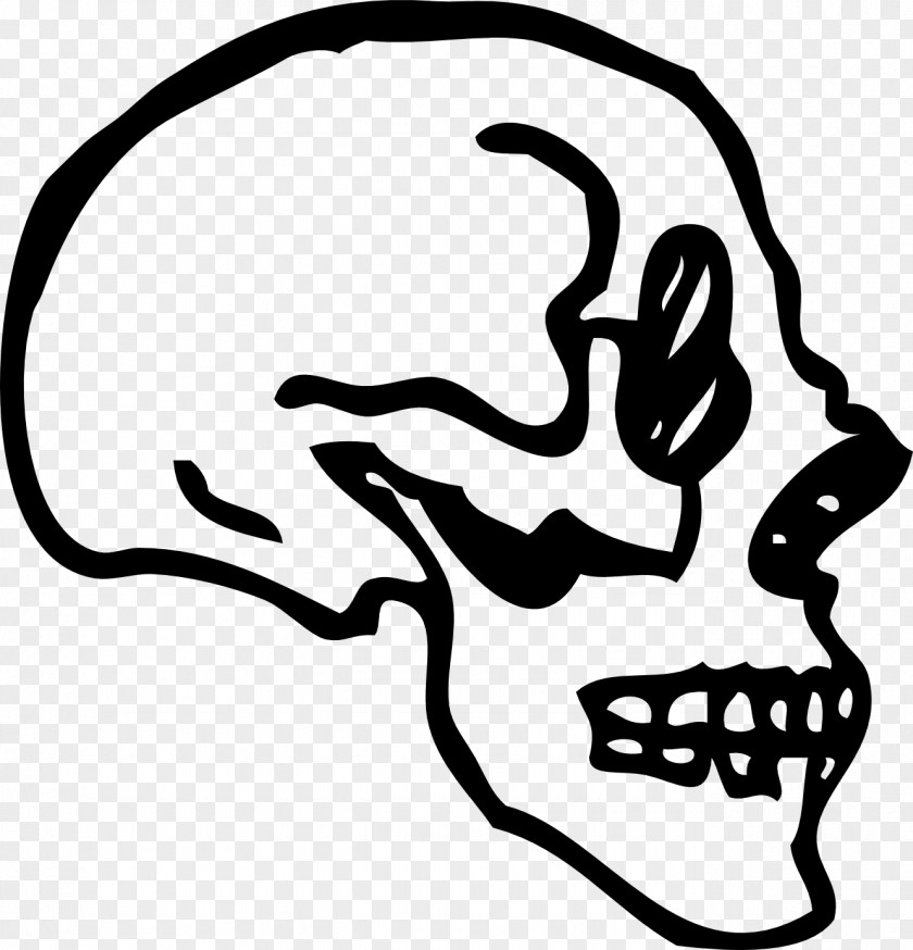 Skull Line Art Bone Skeleton Clip PNG