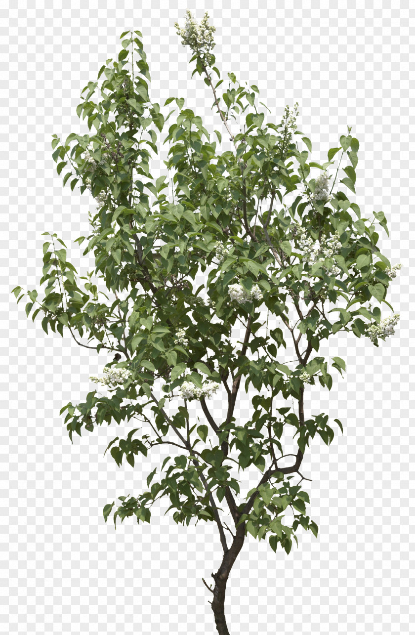 Tree Image Branch Shrub Leaf Plant Stem PNG
