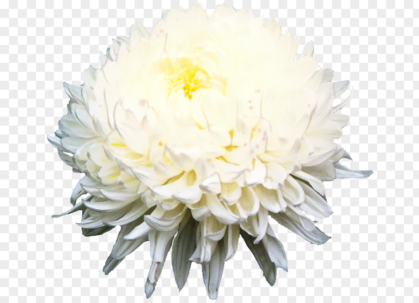 Chrysanthemum Cut Flowers Floral Design Flower Bouquet PNG