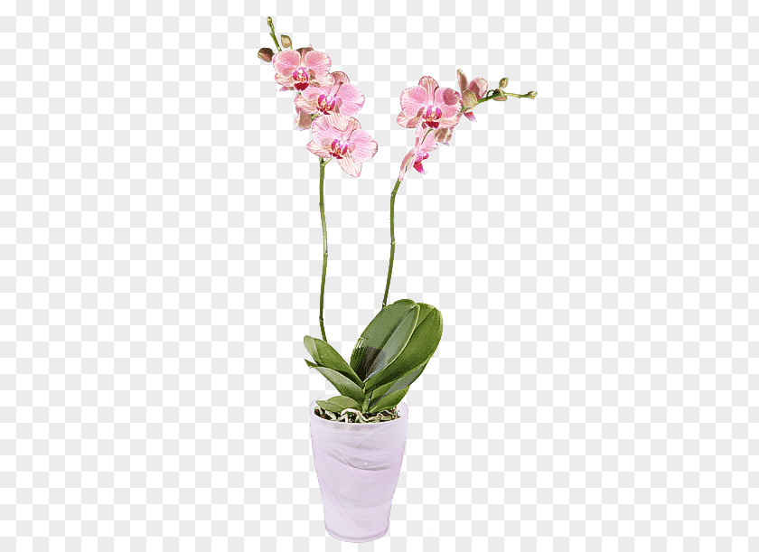 Cut Flowers Houseplant Flower Flowering Plant Moth Orchid Pink PNG