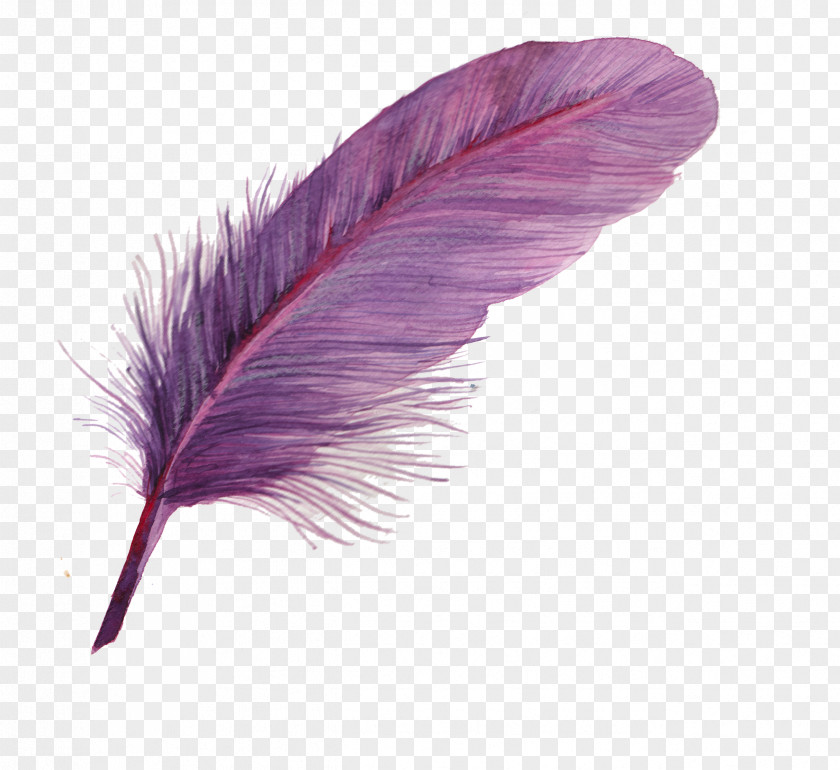 Feather Icon PNG