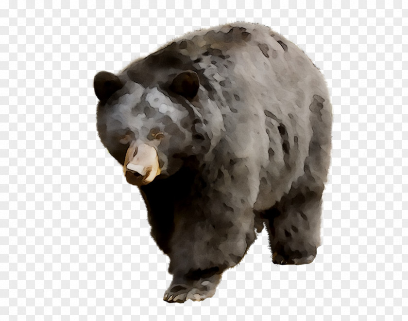 Grizzly Bear American Black Leporids PNG