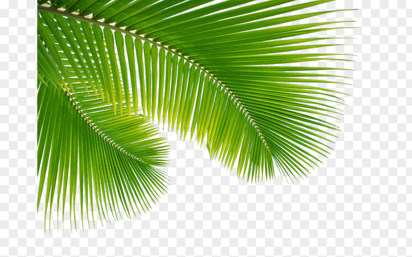 Palm Leaves Holy Family Sunday Easter Week Mass PNG
