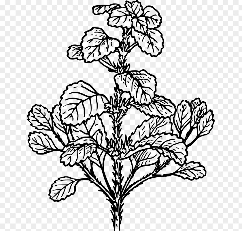 Plant White Horehound Alfalfa Herb Clip Art PNG