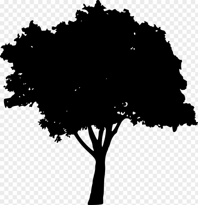 Tree Transparent Photography Woody Plant PNG