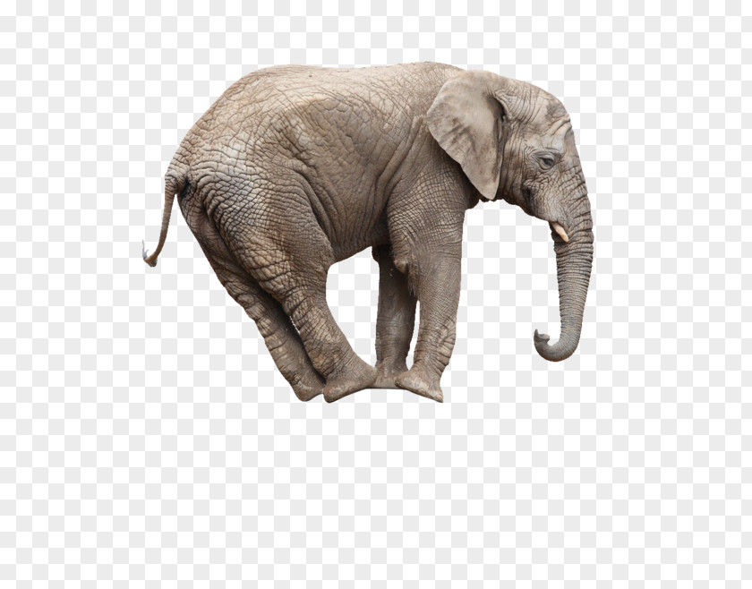 An Elephant African Bush Whats Math Got To Do With It? Stock Photography Circus PNG