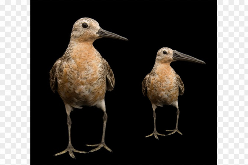 Climate Change Red Knot Wader Arctic Shorebirds PNG