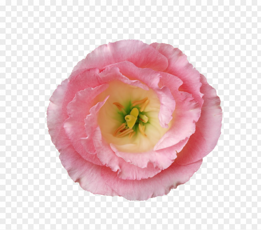 Flower Poppy Hibiscus Pink Flowers PNG