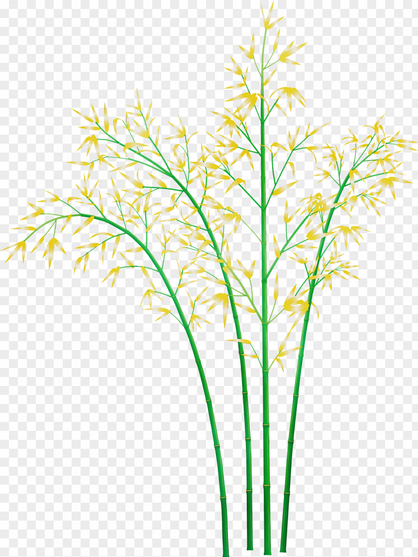 Grass Plant Stem Family Leaf PNG