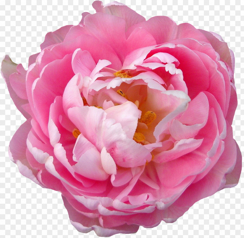 Peony Rose Flower Blossom Pink PNG