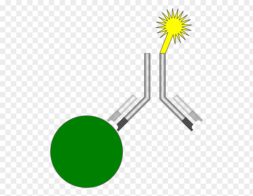 Radioimmunoassay ELISA Biochemistry PNG