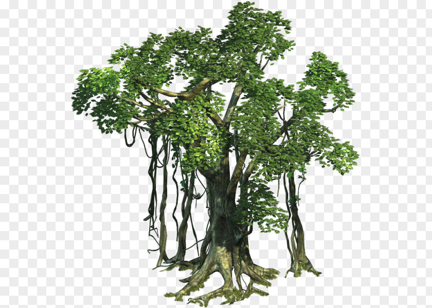 Tree Houseplant Sprite Guiana Chestnut PNG