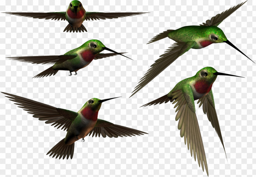 Hummingbird PNG