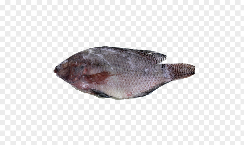 Shoal Of Fish Sole Products Tilapia Oily Fauna PNG