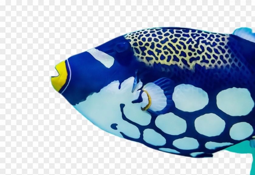 Triggerfish Headgear Blue Turquoise Cobalt Fish Aqua PNG