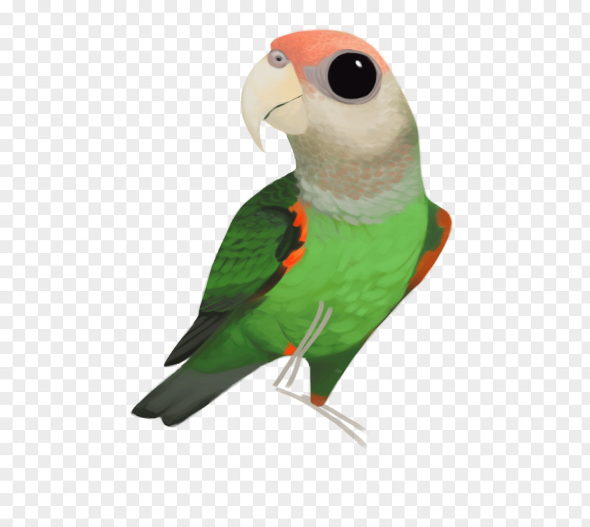 Cacatua Leadbeateri Lovebird Parakeet Feather Fauna Beak PNG