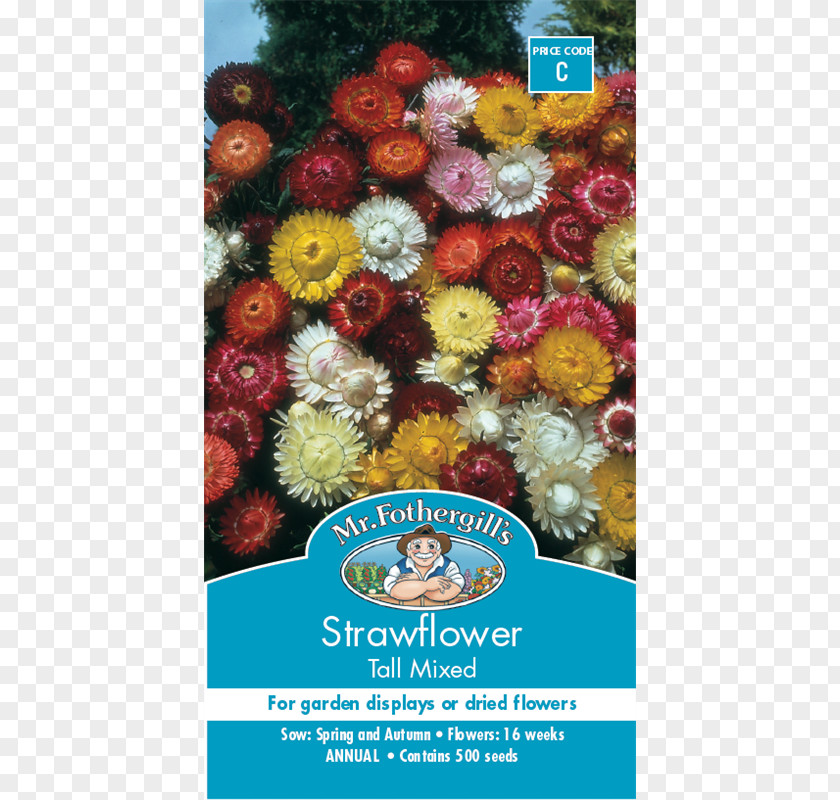 Flower Strawflower Seed Cut Flowers Dicotyledon PNG