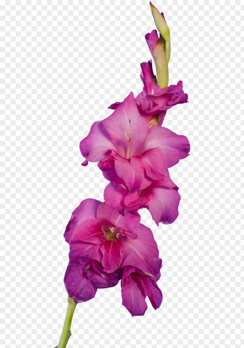Gladiolus Cut Flowers Clip Art Petal PNG