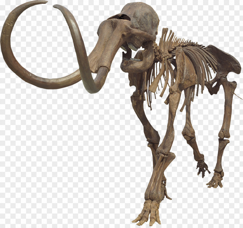 Mountain Range Mammuthus Meridionalis Aucilla River Columbian Mammoth Woolly Steppe PNG