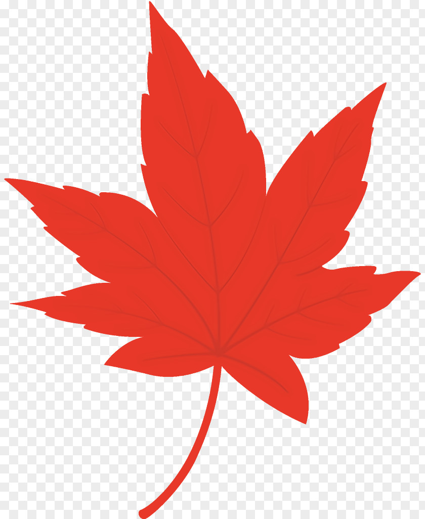 Sweet Gum Maple Leaf Autumn Yellow PNG