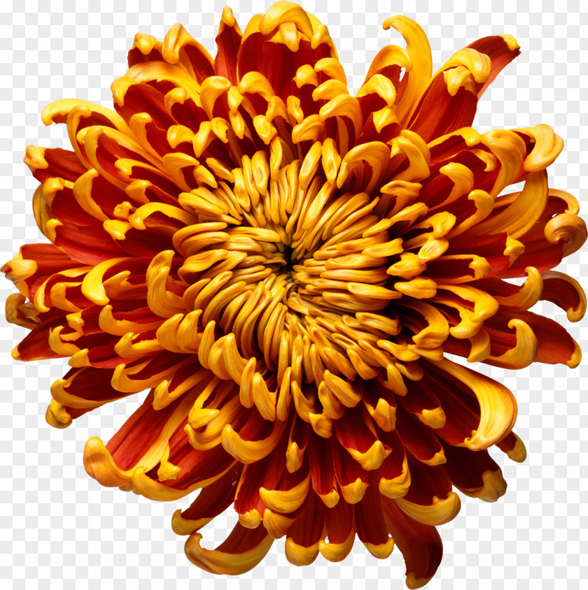 Chrysanthemum A Kind Of Madness Flower Mills & Boon Book PNG