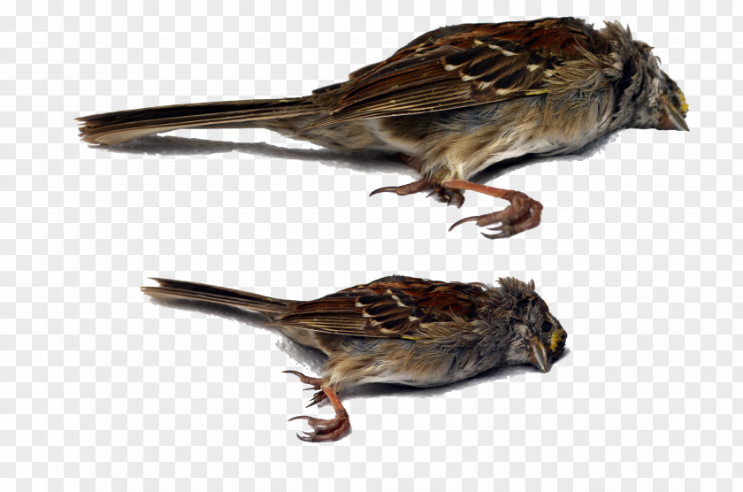 Dead Animal House Sparrow Bird Wren Beak PNG