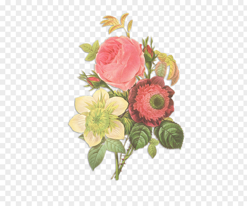 Rose Floral Design Botanical Illustration Flower PNG